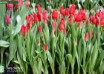Tulipa Calibra ® (1)
